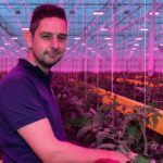 Tomaten telen onder full LED vraagt om een andere teeltstrategie