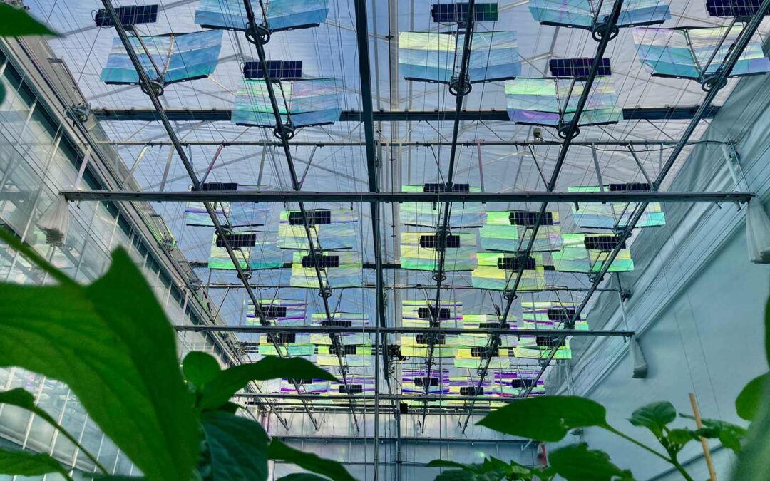 Onderzoek naar opwekken stroom in de kas zonder lichtverlies
