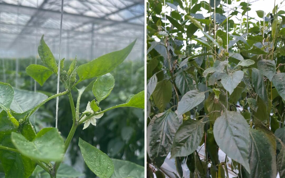 ‘Actie ondernemen bij eerste groene perzikluis blijft nodig’