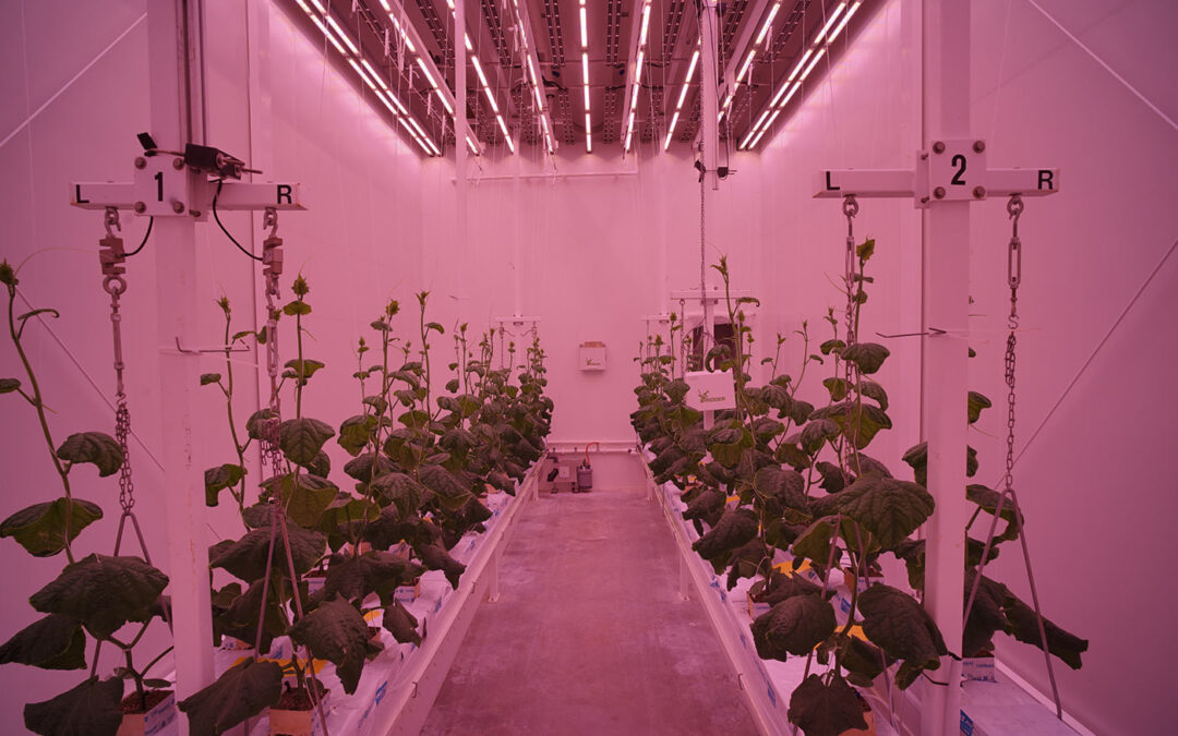 Berekening CO2-opname en fotosynthese in vertical farms