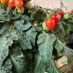 Dit jaar dwergtomaten in Autonomous Greenhouse Challenge