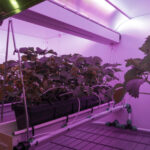 Ondersteboven belichten met vertical farm LED-lamp