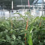 Groei en oogst van tomaat voorspellen met camera’s en AI