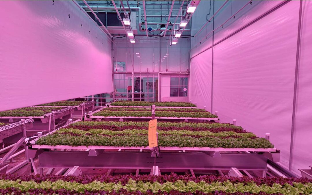 Kleine teeltversnelling heeft grote impact op teelt baby leaf sla