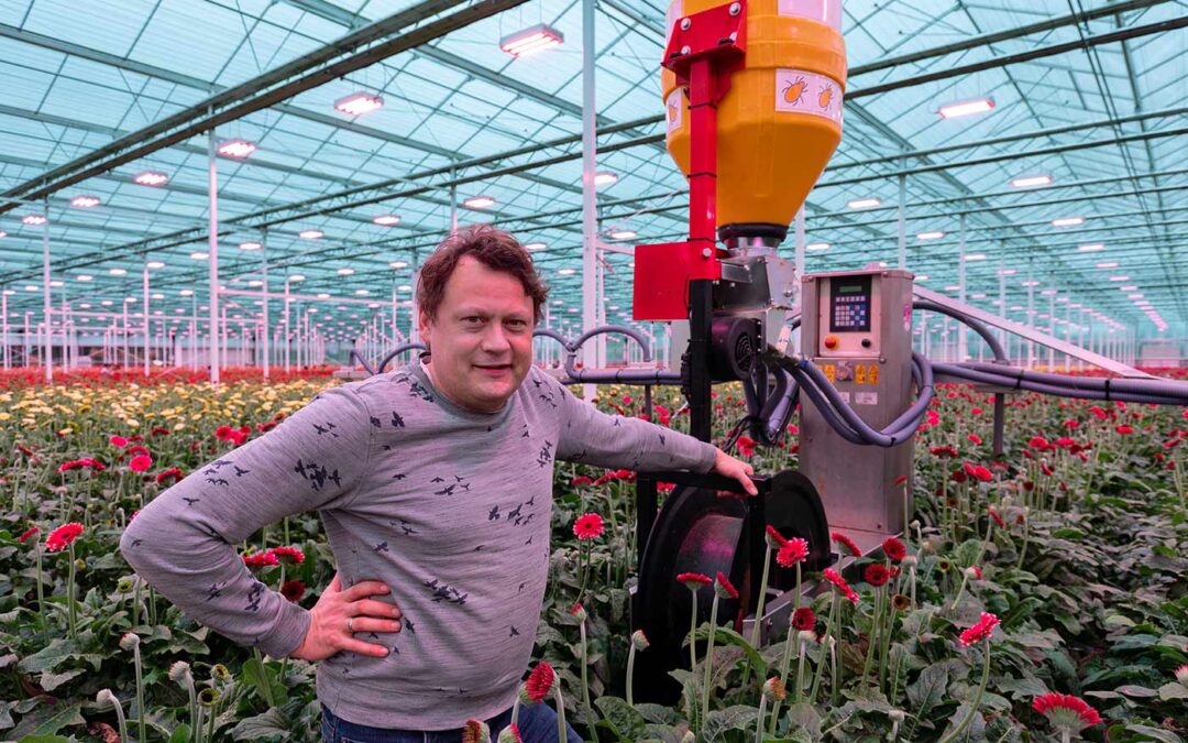 ‘Trips veel sneller onder controle dankzij biologische opkweek’