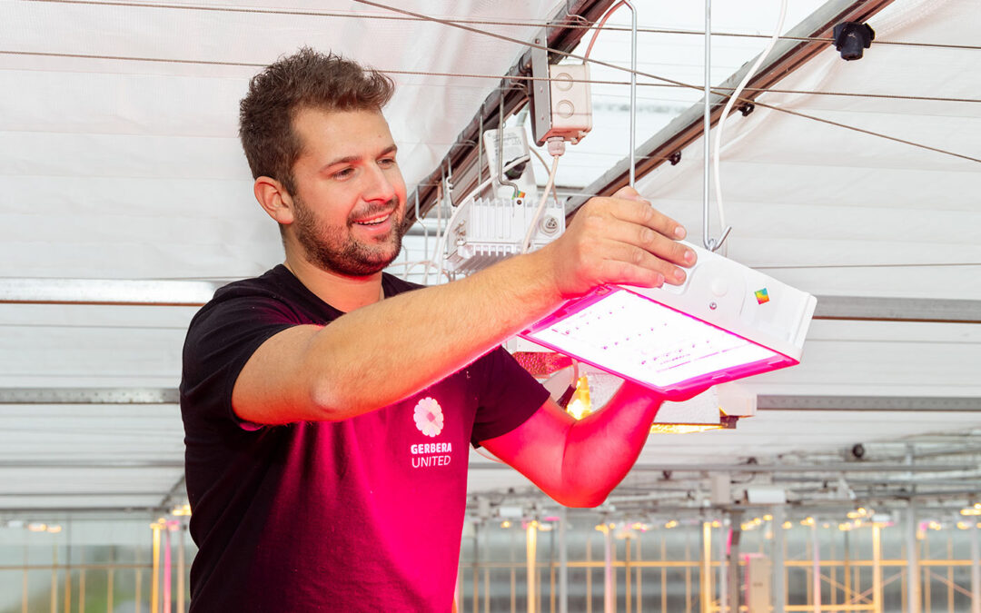 Is investeren in full LED bij gerbera nog een beetje te vroeg?