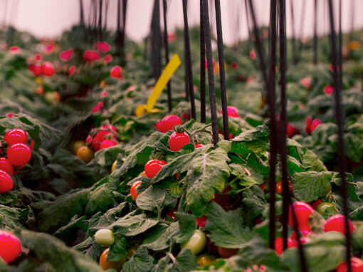 Dynamisch belichten in tomaat en gerbera op basis plantsensoren