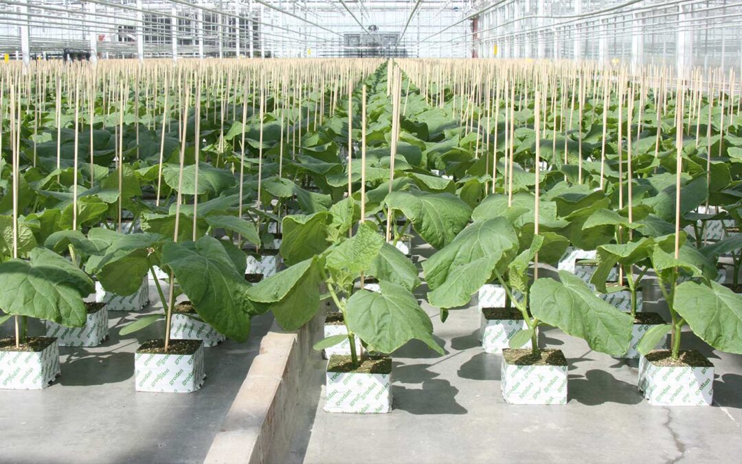 Europees Parlement wil regels plantaardig teeltmateriaal herzien