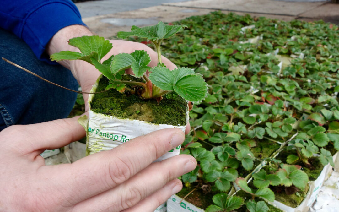 Hogere productie bij opkweek en teelt van aardbeien op steenwol
