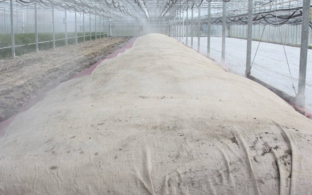 Terug van nooit weggeweest: stomen in chrysant