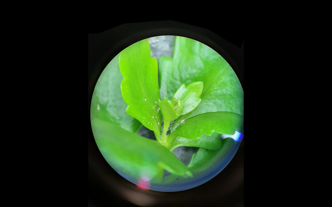 Verhoging plantweerbaarheid kalanchoë tegen bladluizen