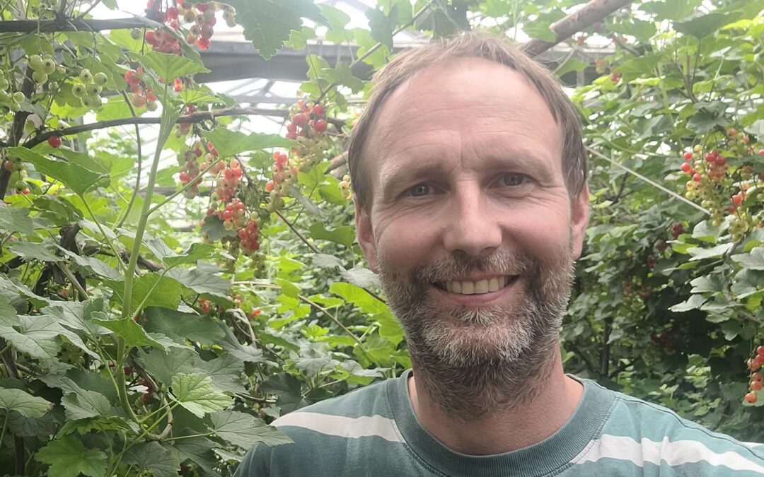Door korte computerstoring dit jaar veel minder rode bessen