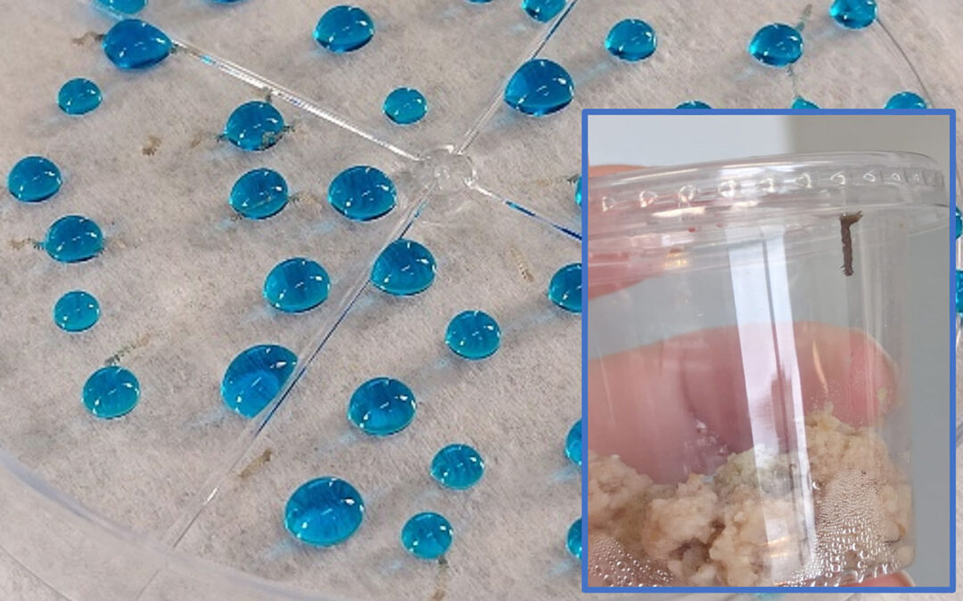 Toepassen van baculovirus tegen Turkse mot blijkt effectief