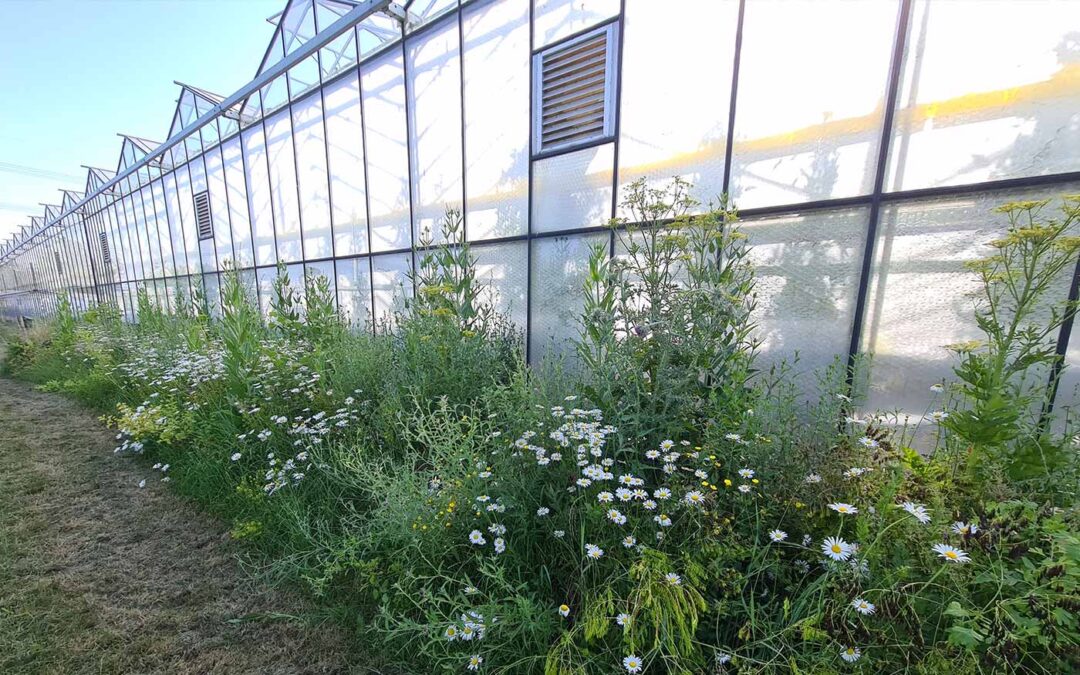 Veel belangstelling voor biodiversiteit rondom de kas