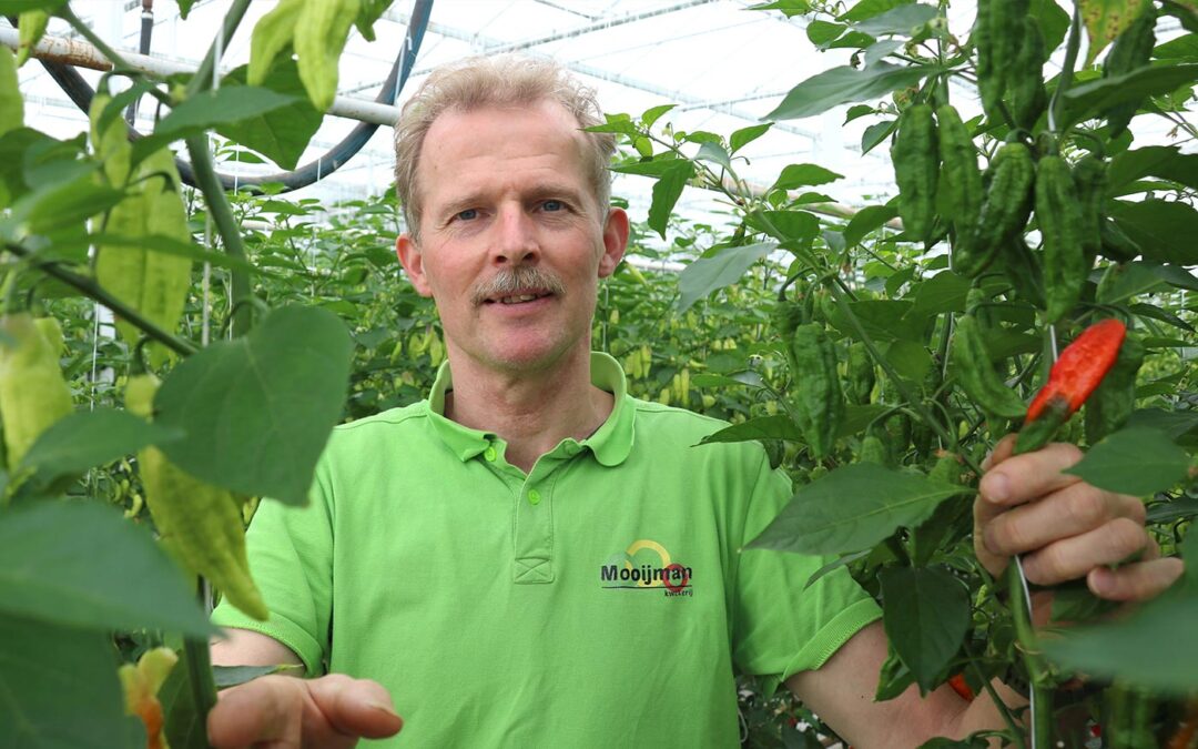 Mooijman: ‘Pepers telen is een sport. Hoe heter hoe lastiger’