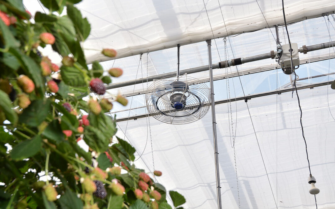 Niet langer nodig om kasbramen als een soort aardbeien te telen