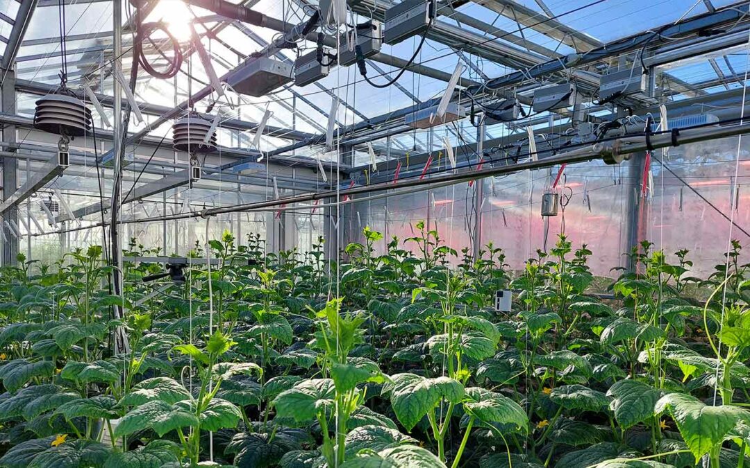 Rendabele teelt is mogelijk met kunstmatige intelligentie