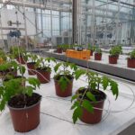 Planten als biosensoren voor vroege detectie ziekten en plagen