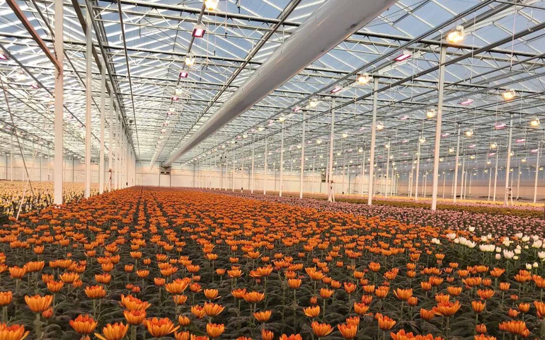 Aandacht voor het najaarsklimaat in chrysant