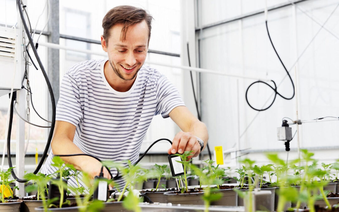 Teams uit hele wereld starten met autonome teelt dwergtomaten