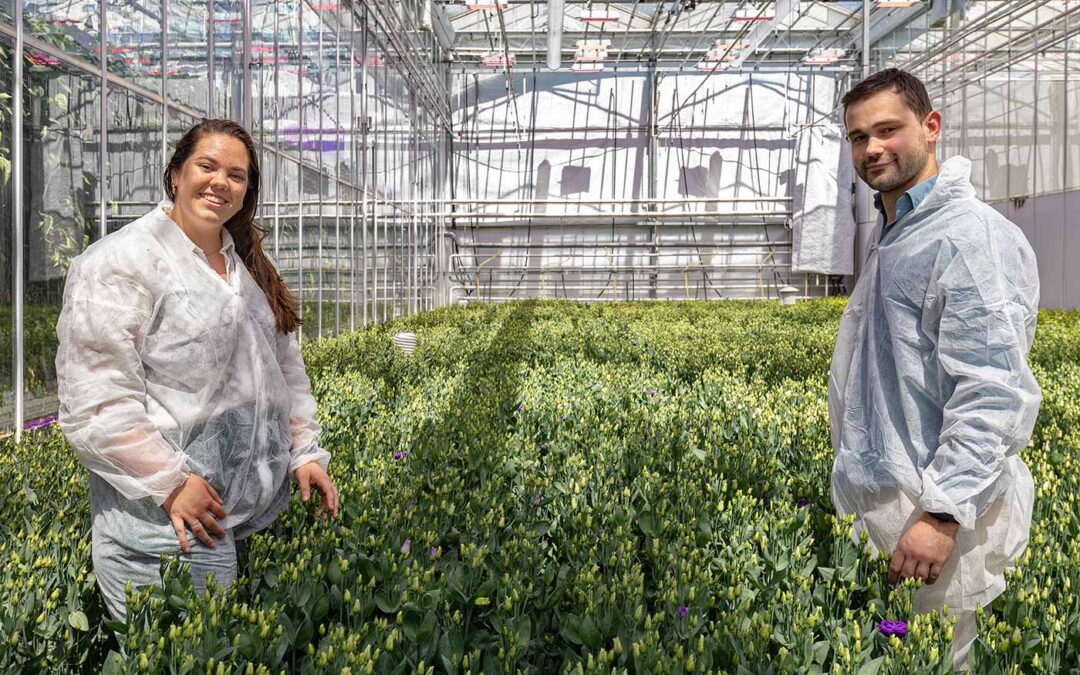 Lisianthus is energie-intensieve teelt, maar kan duurzamer