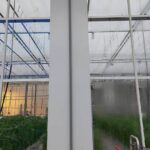 Wat levert kasdek van low-e glas op in belichte sierteelt?