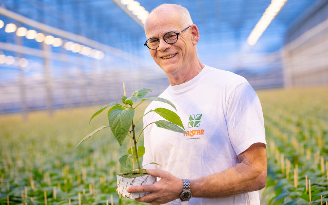 Jos de Vries: ‘Is microbioom bij chrysant anders dan in celosia?’