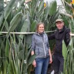 ‘Kleine teler dreigt uit Nederlandse glastuinbouw te verdwijnen’