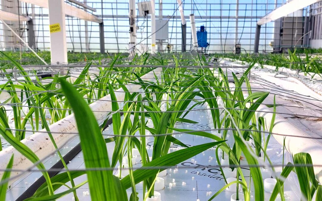 Energie besparen door freesia op water te telen
