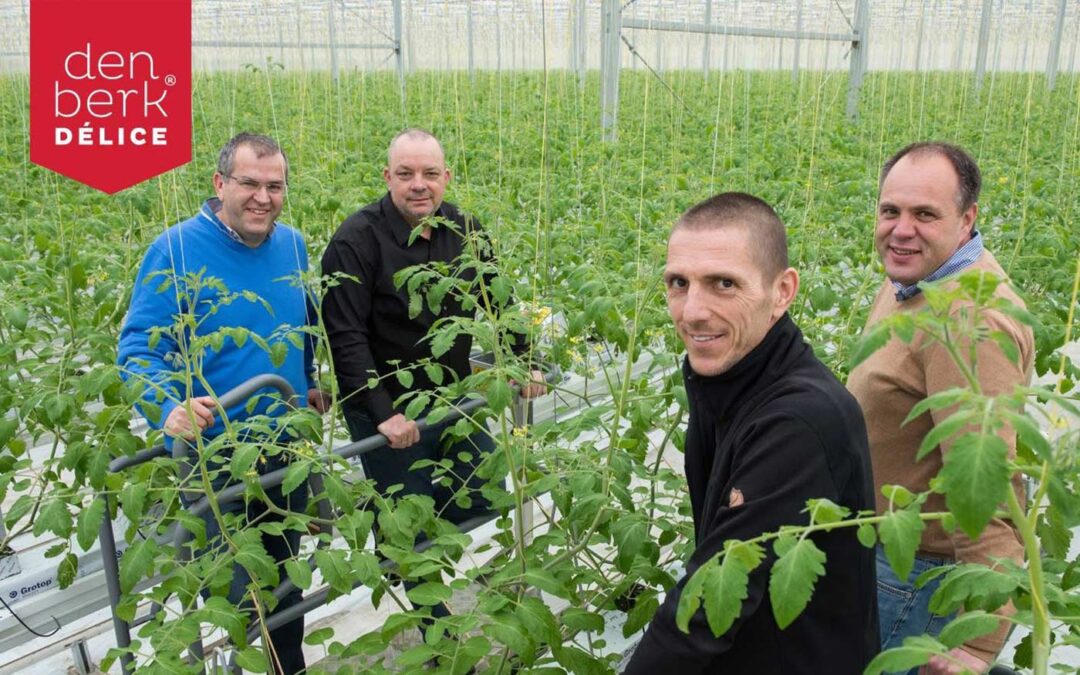 Investeerder neemt meerderheid in tomatenteler Den Berk Délice