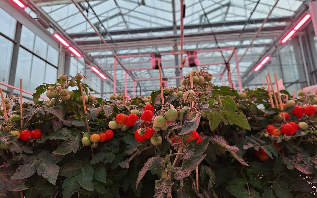‘Autonome teelt van dwergtomaat als productiegewas rendabel’
