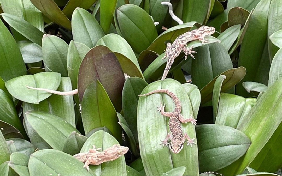 ‘Het zou mooi zijn als meer telers gekko’s gaan uitproberen’