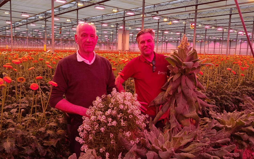 ‘Met Dicyphus en bankerplant wittevlieg in gerbera bestrijden’