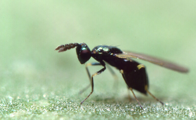 4-4-Foto-2-Diglyphus-isaea-adult-Certis
