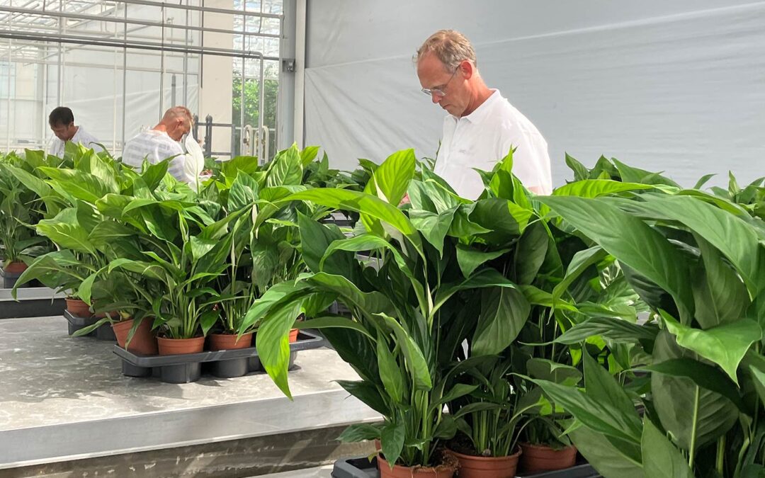Spathiphyllum telers en WUR onderzoeken emissievrije teelt