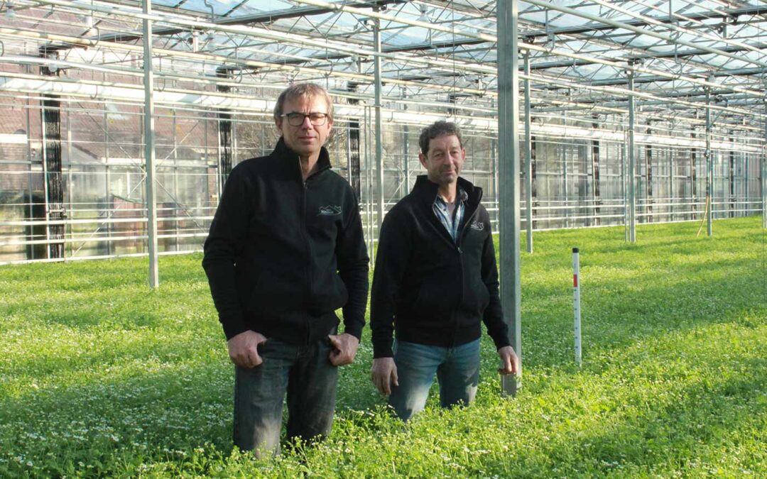 Kwekerij Bosdijk: ‘We hebben tulpen verruild voor matricaria’
