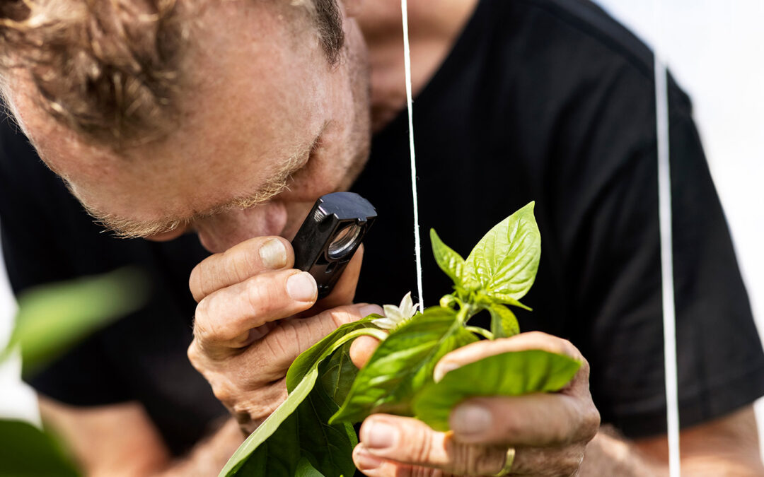 FVO wil versnelde transitie naar groene teelt vruchtgroenten