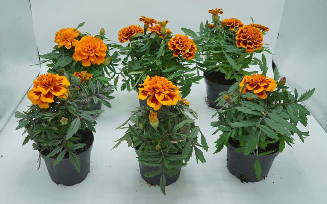 Bladverkleuring perkplanten onder LED voorkomen