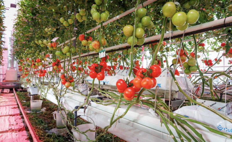 Nieuwsbrief_onderglas_AFN