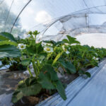 Slimmer gebruik van plastics versterkt circulaire tuinbouw