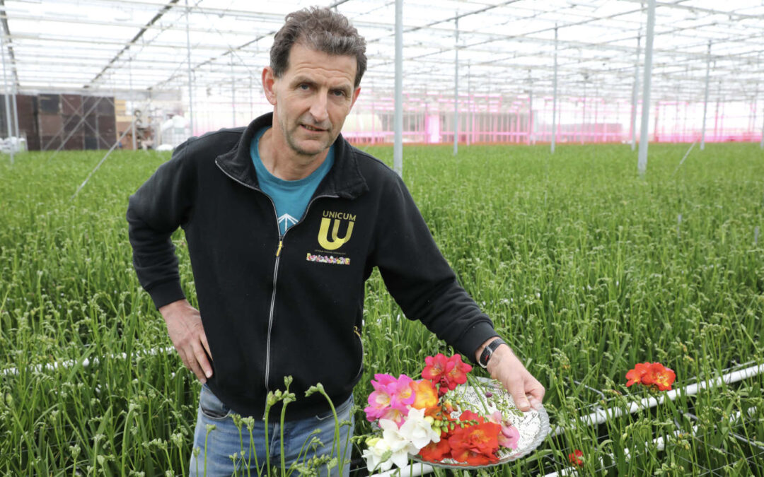‘Niet alleen de teelt, ook snijden van de stelen is een vak apart’