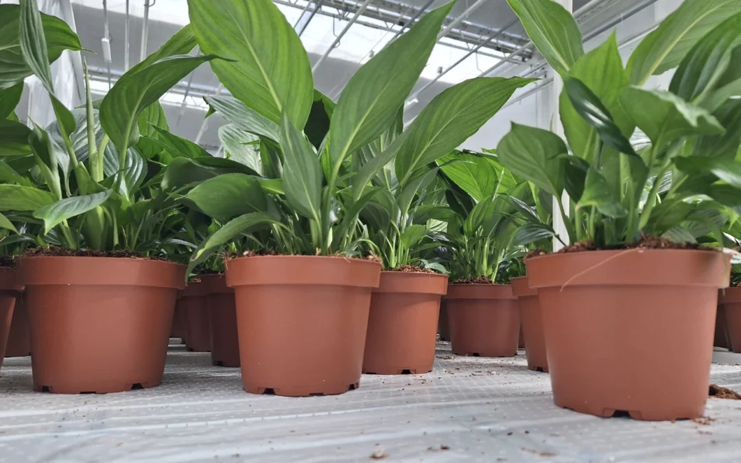 Spathiphyllum onderdoor watergeven via eb-vloedsysteem