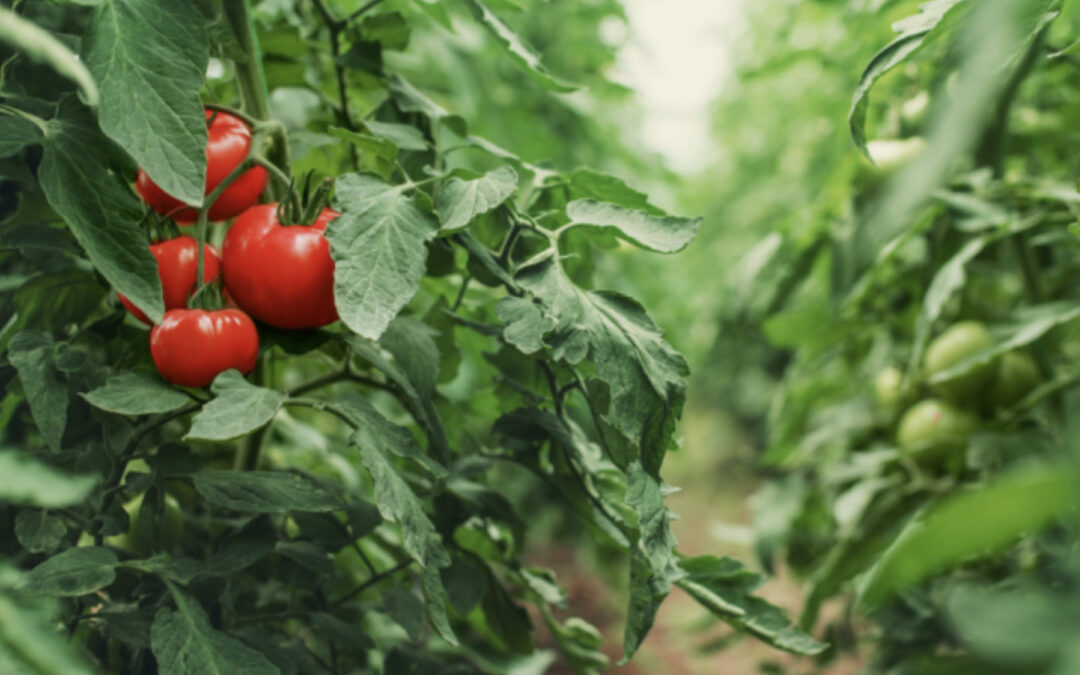 Eiwit winnen uit tomatenblad is veelbelovend, maar nog lastig