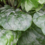 Hoe stimuleer je het olifantengeheugen van een plant?