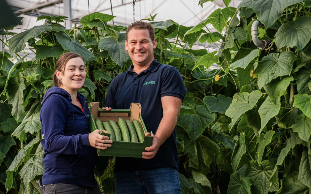 Komkommerteler Hagewest bouwt nieuwe kas voor aubergines
