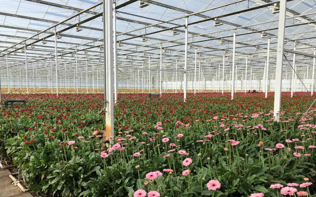 Effectieve geïntegreerde plaagbestrijding in chrysant en gerbera