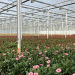Effectieve geïntegreerde plaagbestrijding in chrysant en gerbera
