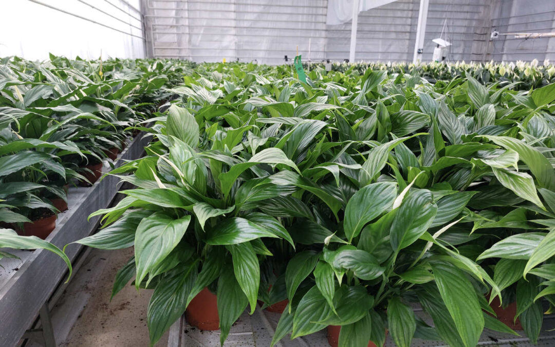 Goede kwaliteit spathiphyllum met eb- en vloedsysteem