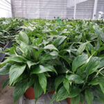 Goede kwaliteit spathiphyllum met eb- en vloedsysteem