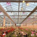 Alstroemeria en gerbera 100% groen telen is enorme uitdaging